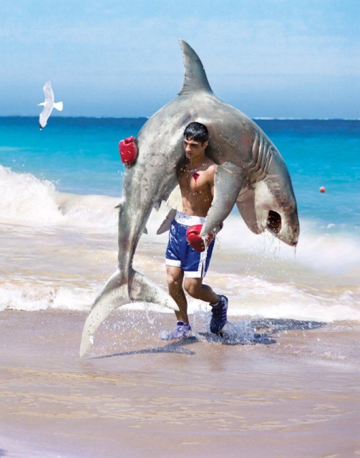 акула и боксер.jpg
